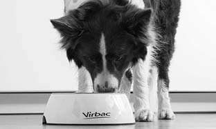 Derfor bør du vælge VETERINARY HPM JOINT